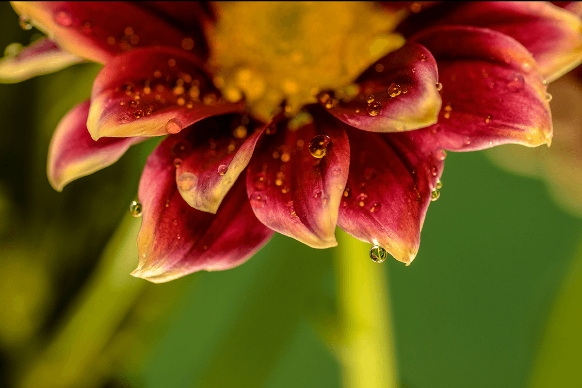 Close-up of water droplets as an added subject for flower photography