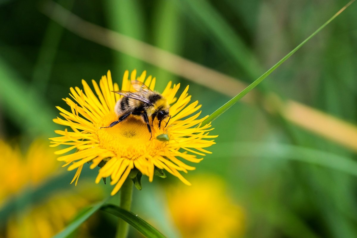 Close-up of a bee as an added subject for flower photography