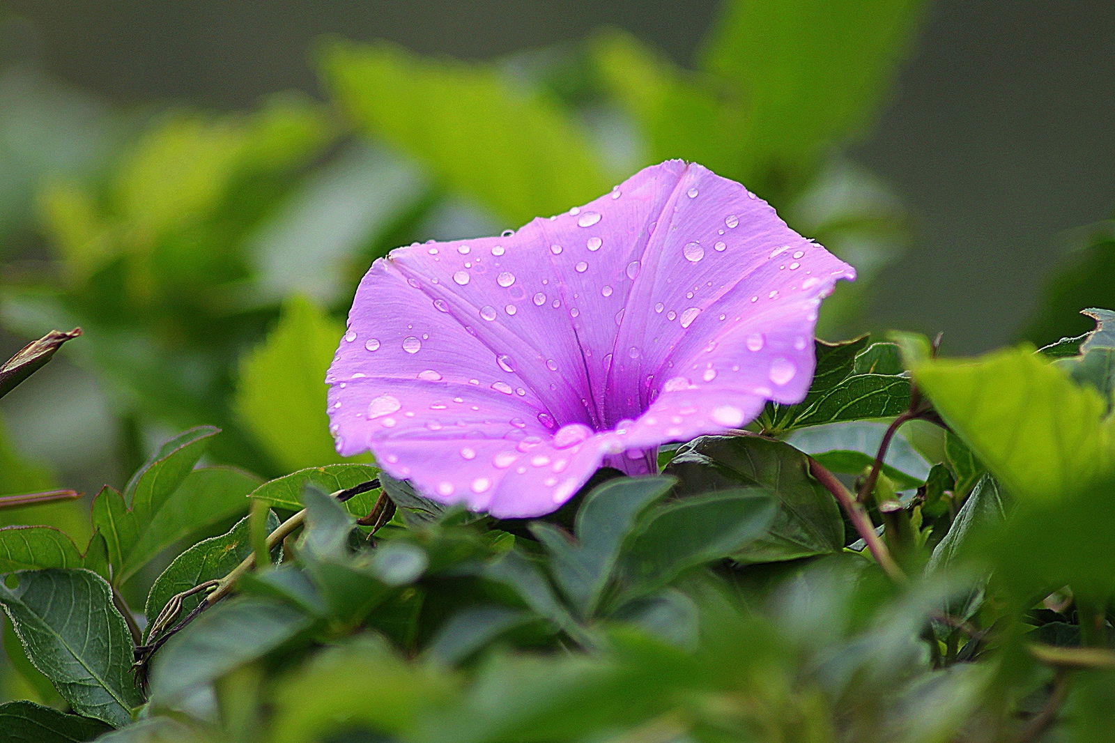 Purple morning glory flower with water droplets