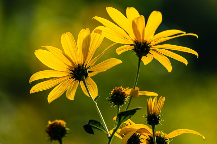 Close-up photo of yellow wildflowers with shallow depth of field