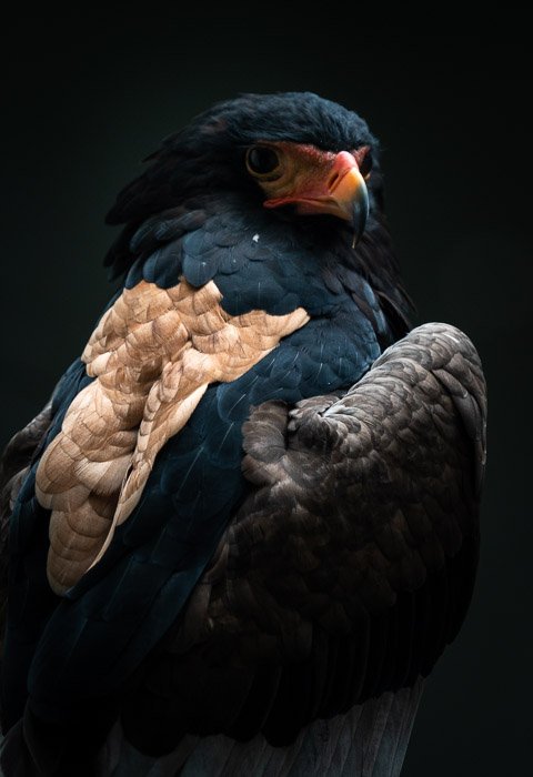 Photo of a bird with a black background