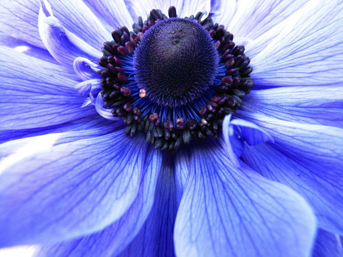 Close up of the center of a blue flower