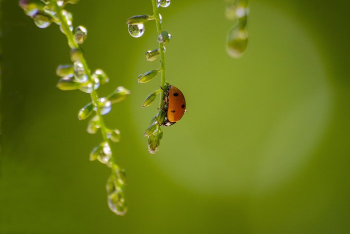 A close up of a ladybird on a plant