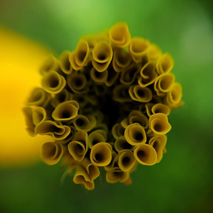 Macro shot of the center of a flower