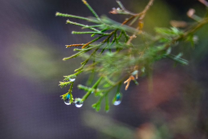 Evergreen in the rain with shallow depth of field.