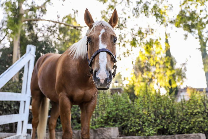 15 Horse Photography Tips for Beautiful Photos - 15