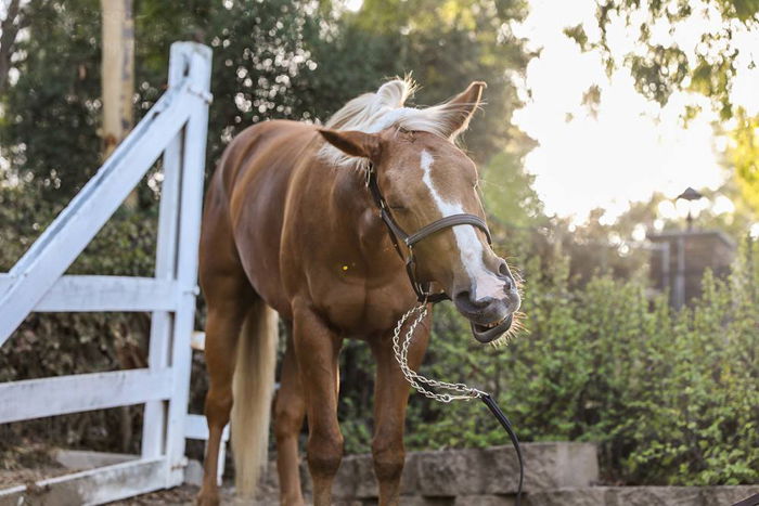 A brown and white horse outdoors