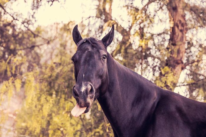 A black horse sticking his tongue out