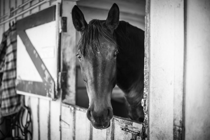 A horse in a stable