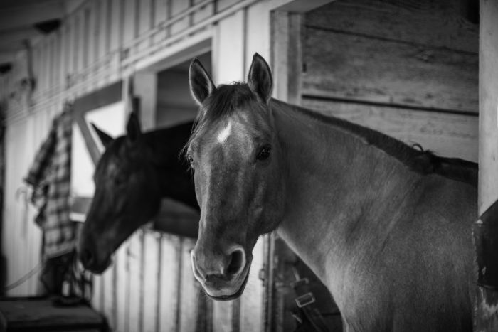 Two horses in a stable