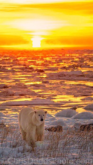 A polar bear walking through ice at sunset by Christopher Dodds