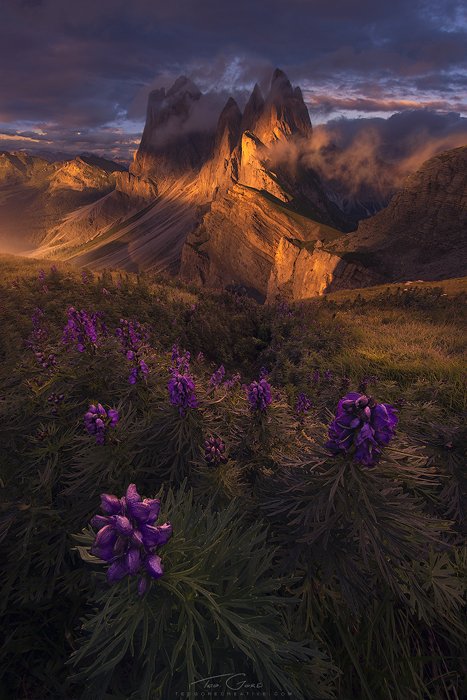 紫色花朵在山景的前景，由泰德·戈尔拍摄