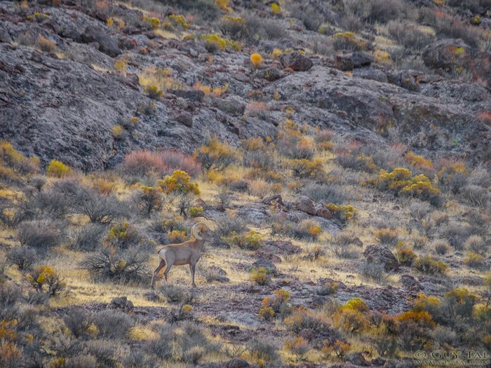 A ram in a desert, photo by Guy Tal