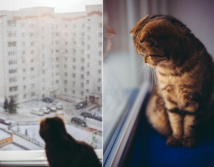 Diptych of a cat by a window
