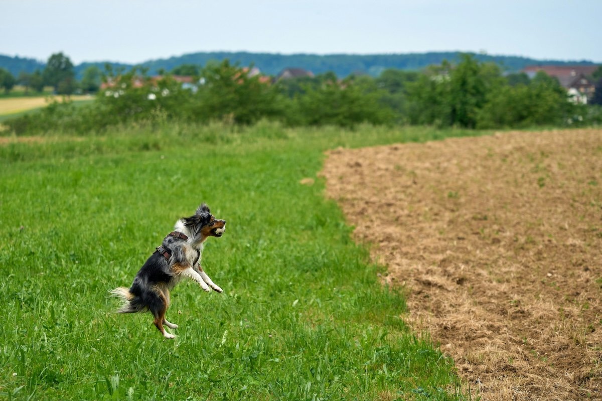 A dog jumping up in a large field on a sunny day to catch a ball for high-speed-photography