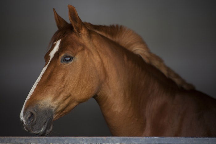 15 Horse Photography Tips for Beautiful Photos - 61