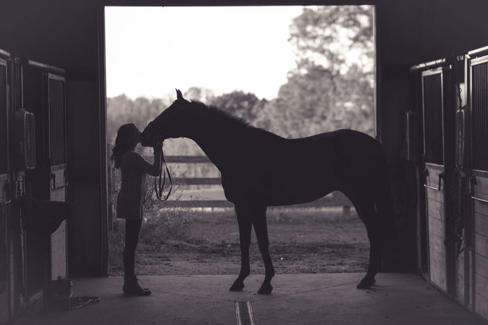 15 Horse Photography Tips for Beautiful Photos - 81