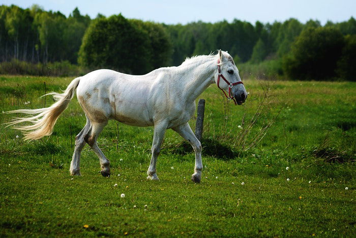 15 Horse Photography Tips for Beautiful Photos - 34