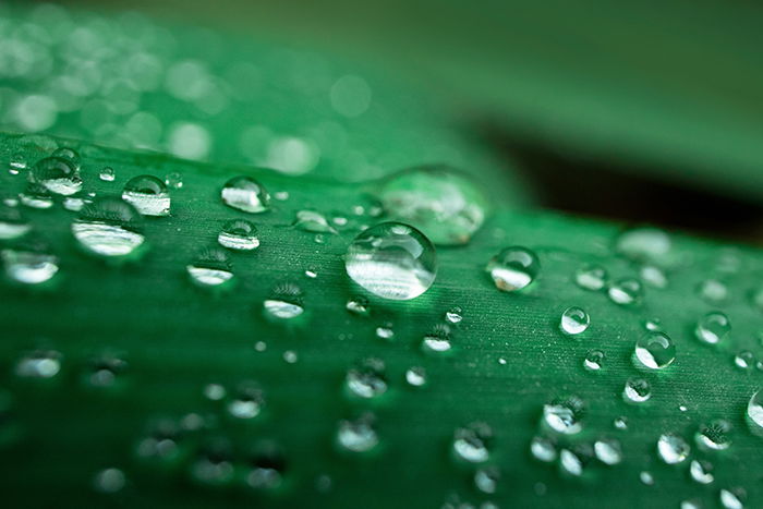 Macro photography of water drops on a leaf.