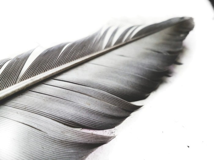 A close up of the tip of a feather