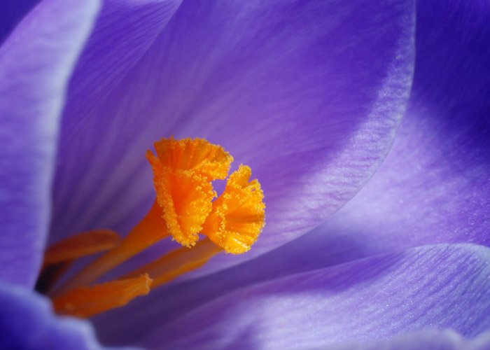 Macro photo of the center of a purple flower