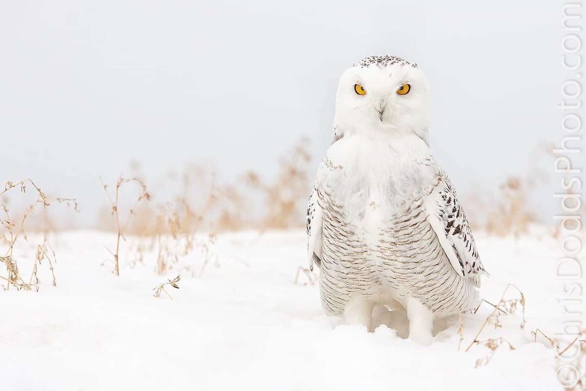 A snowy owl sitting in a field in winter by one of the best nature photographers Christopher Dodds
