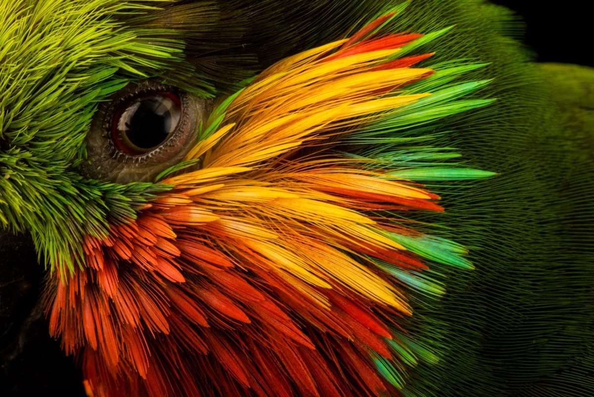 A close-up of a colorful fig parrot's face and feathers by one of the best nature photographers Joel Satore