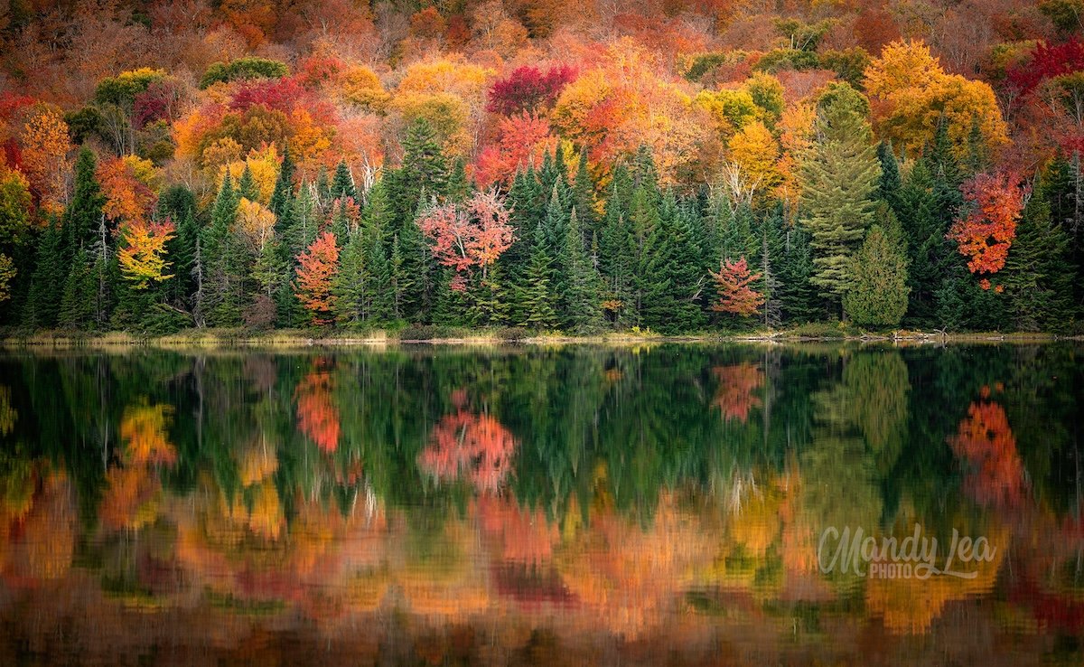 Colorful autumn trees with reflections in the water by one of the best nature photographers Mandy Lea