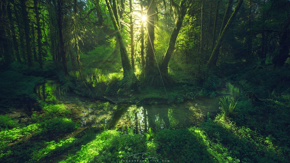 A green forest with sun shining through trees by one of the best nature photographers Ted Gore