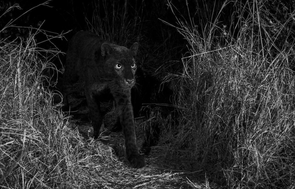 An African black panther prowling at night by one of the best nature photographers Will Burrard-Lucas