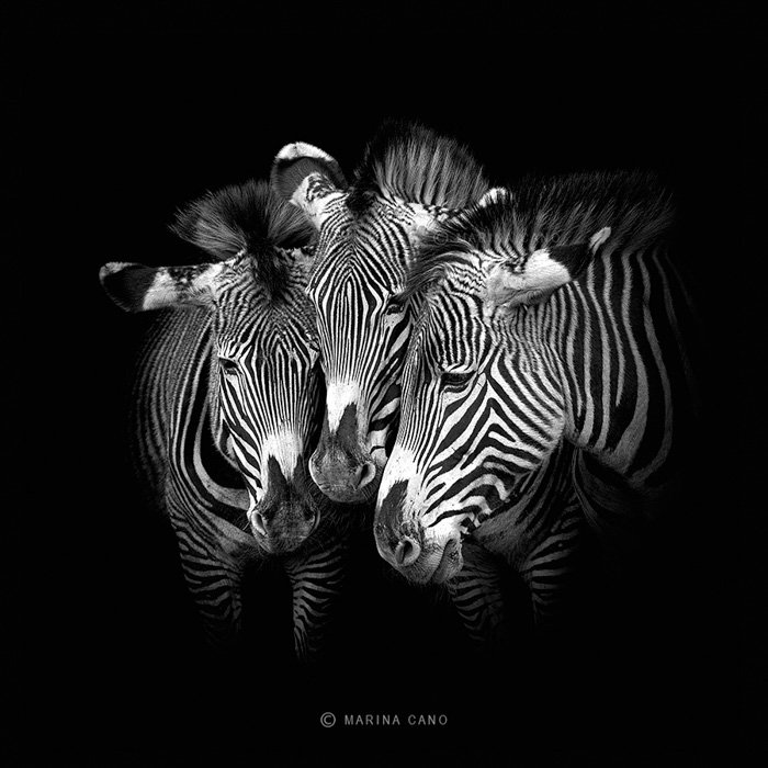 Three zebras with heads together on black background, photo by Marina Cano