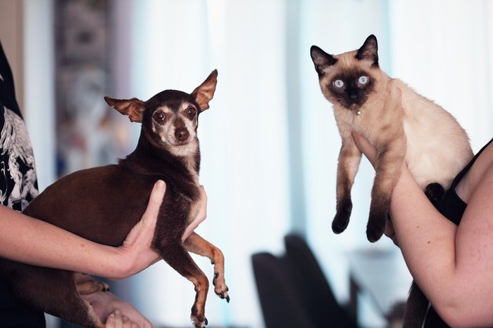 A small dog and Siamese cat being held by their owners