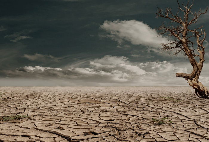 A cracked desert landscape with a lone tree