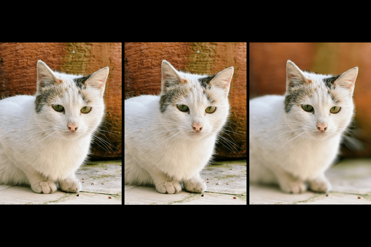Three images of a cat with different depth of field aperture focus