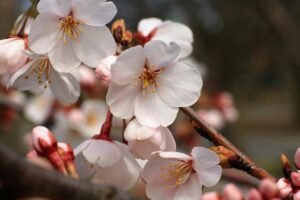 Cherry blossoms with a shallow depth of field