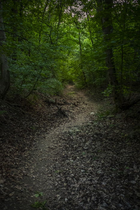 A pathway in a forest