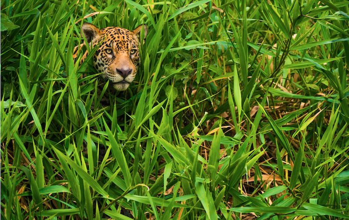 野生动物摄影师弗兰兹·兰廷拍摄的一只猎豹在草丛中向外张望
