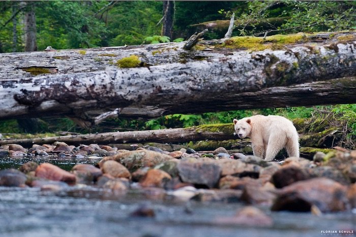 野生动物摄影师弗洛里安·舒尔茨拍摄的一只熊走在河边