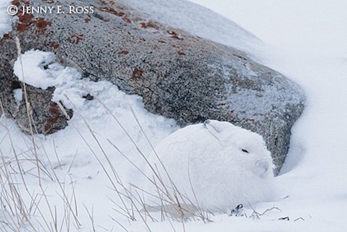 A rabbit in snow by nature and wildlife photographer Jenny E. Ross