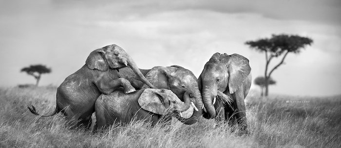 Four elephants laying by wildlife photographer Marina Cano