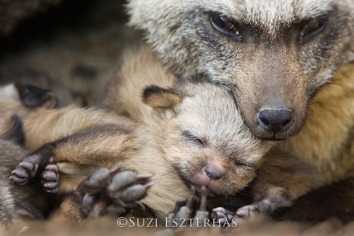 A mother cudling a baby wolf by nature photographer Suzi Eszterhas
