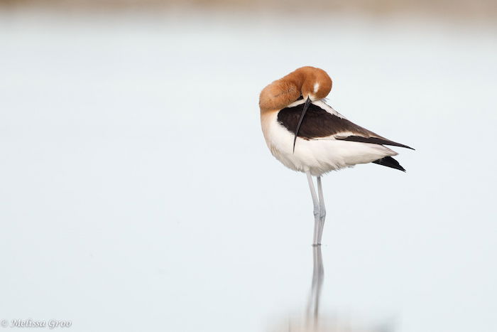 A bird standing in a pond by wildlife photographer Melissa Groo