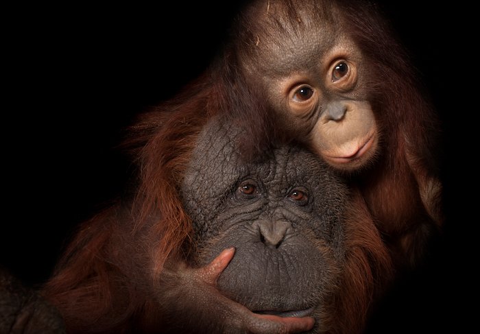 猩猩妈妈和猩猩宝宝