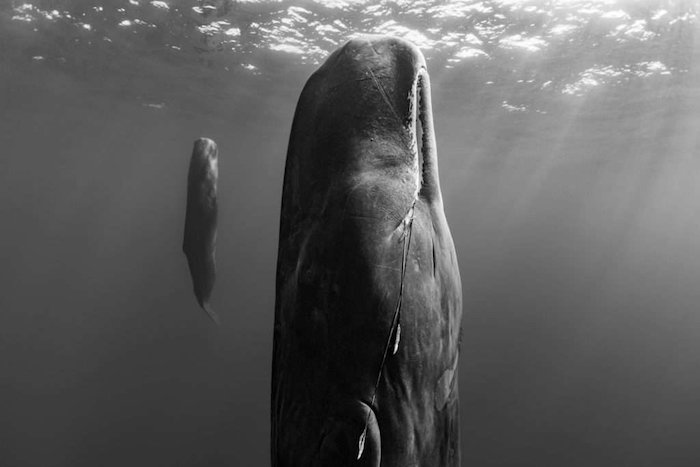 Black and white underwater portrait of whales