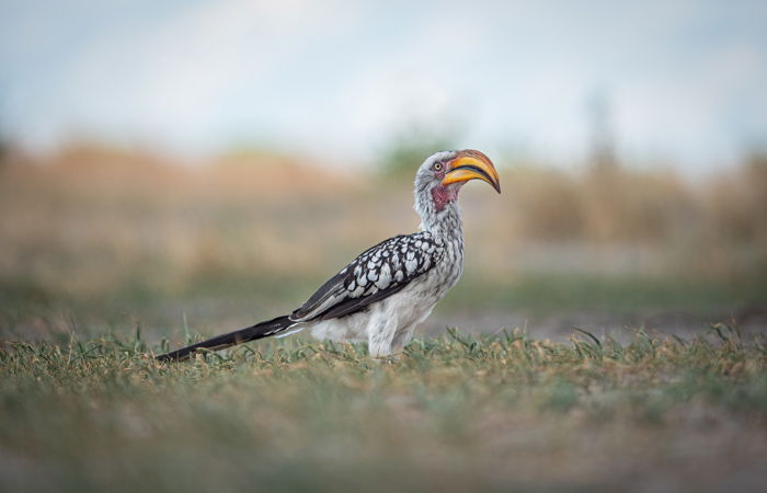 Yellow-billed Hornbill in the Okavango Delta, Botswana.