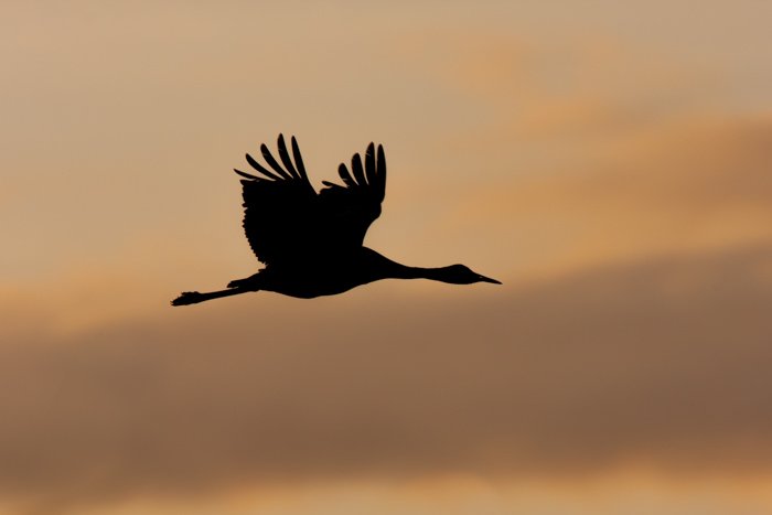 The silhouette of a crane in flight
