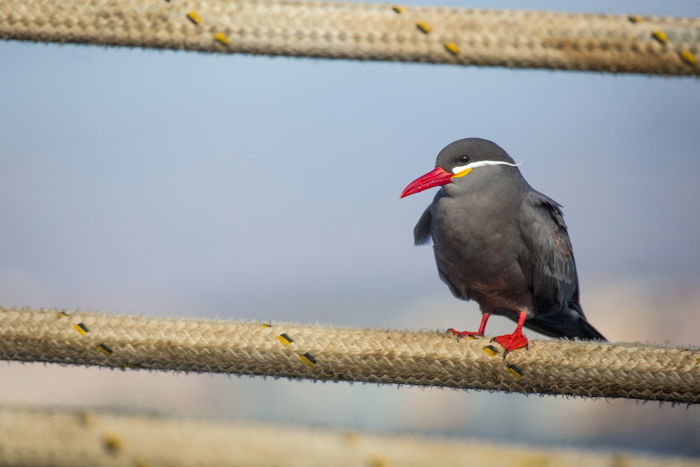 Inca Tern photographed with the Canon 100-400 lens