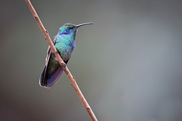 Green Violet-eared Hummingbird on a branch