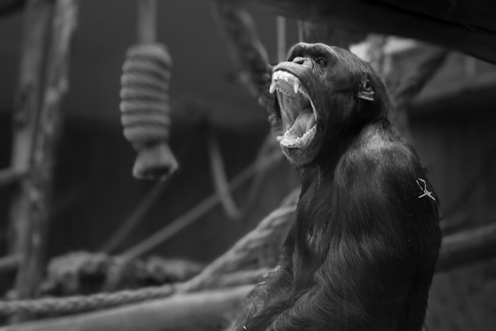 Photograph of a monkey in a zoo with the background blurred in Lightroom