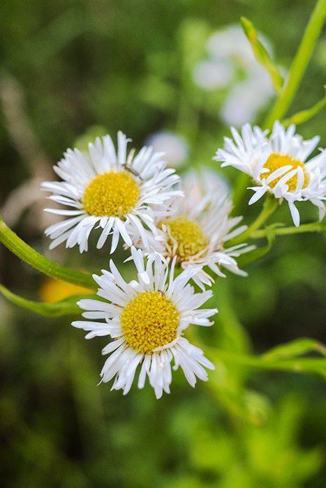 A close up of daisies